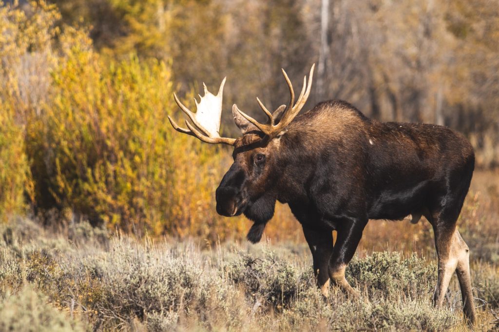 A moose walking in a wide open field.
