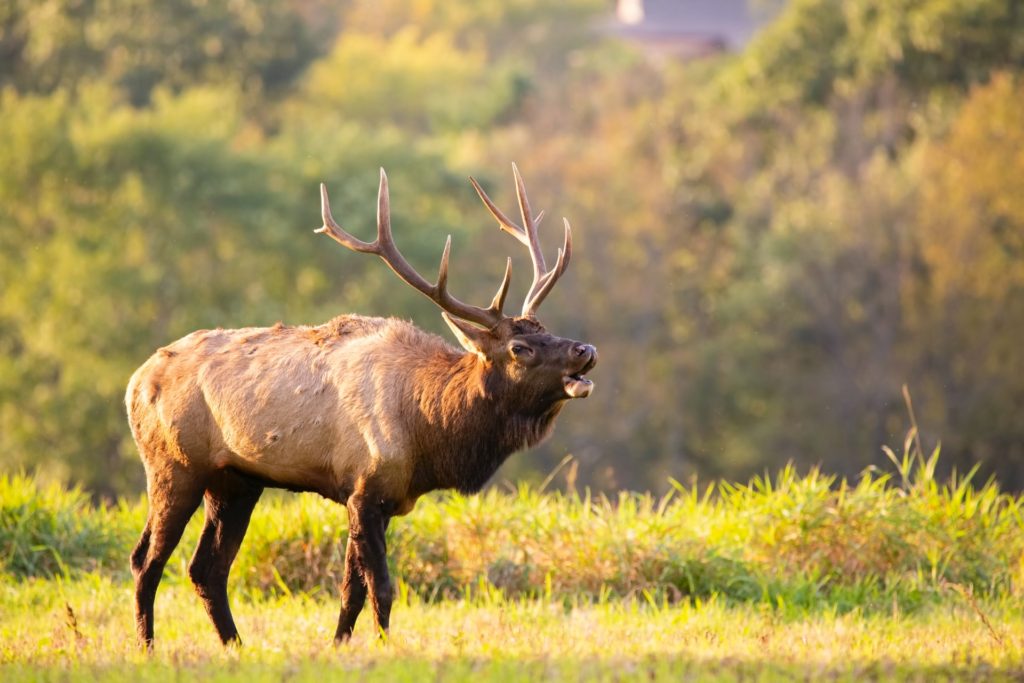 An elk in an open field.