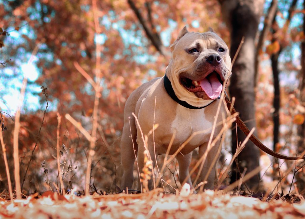 A pit bull dog on a leash walking in the woods.