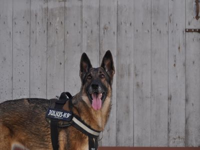 A K-9 police dog look toward the camera.