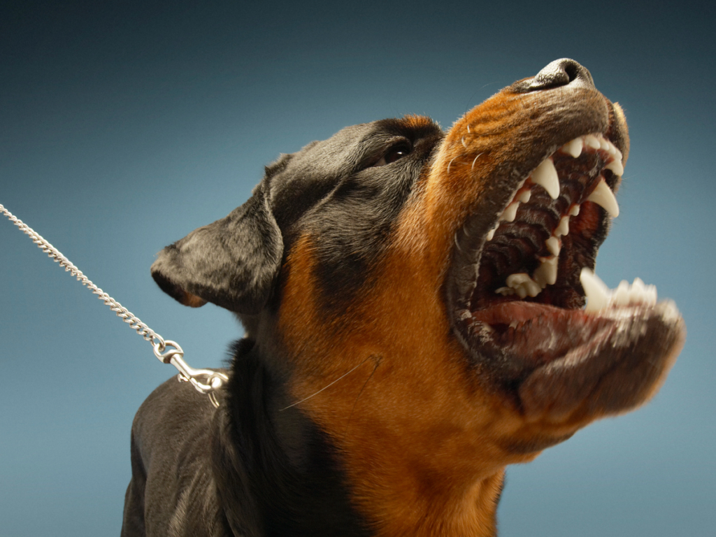 A Rottweiler on a leash with its mouth open.